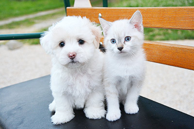 犬と猫